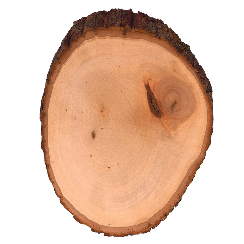 Basswood Country Rounds for Wood Burning, Hot Stamping & Carving - Medium